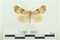 紅暈散紋夜蛾藏品圖，第1張