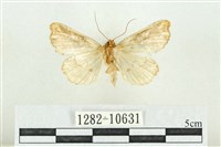 紅暈散紋夜蛾藏品圖，第2張