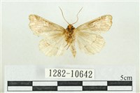 紅暈散紋夜蛾藏品圖，第2張