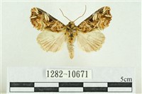 紅暈散紋夜蛾藏品圖，第1張