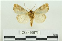 紅暈散紋夜蛾藏品圖，第2張