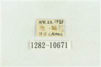 紅暈散紋夜蛾藏品圖，第3張