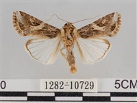 斜紋夜盜蛾藏品圖，第1張