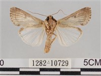 斜紋夜盜蛾藏品圖，第2張