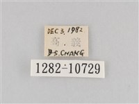 斜紋夜盜蛾藏品圖，第3張