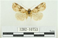 紅暈散紋夜蛾藏品圖，第1張