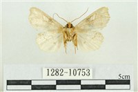 紅暈散紋夜蛾藏品圖，第2張