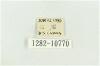 紅暈散紋夜蛾藏品圖，第3張