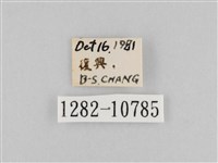 斜紋夜盜蛾藏品圖，第3張