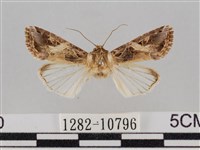 斜紋夜盜蛾藏品圖，第1張