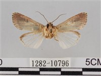 斜紋夜盜蛾藏品圖，第2張