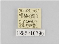 斜紋夜盜蛾藏品圖，第3張