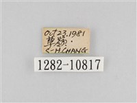 斜紋夜盜蛾藏品圖，第3張