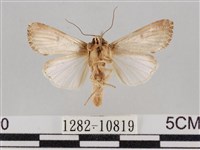 斜紋夜盜蛾藏品圖，第2張