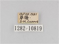 斜紋夜盜蛾藏品圖，第3張