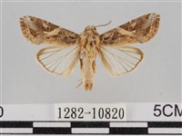 斜紋夜盜蛾藏品圖，第1張