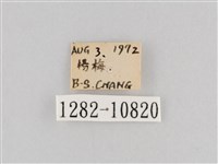 斜紋夜盜蛾藏品圖，第3張