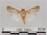 斜紋夜盜蛾藏品圖，第2張