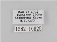 斜紋夜盜蛾藏品圖，第3張