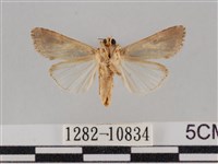 斜紋夜盜蛾藏品圖，第2張