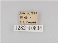 斜紋夜盜蛾藏品圖，第3張