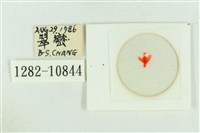 臺灣斑蕊夜蛾藏品圖，第3張