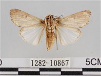 斜紋夜盜蛾藏品圖，第2張