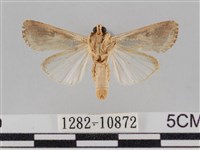 斜紋夜盜蛾藏品圖，第2張