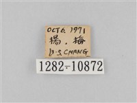 斜紋夜盜蛾藏品圖，第3張