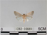 登錄號:001282-10889藏品圖，第2張