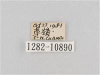 斜紋夜盜蛾藏品圖，第3張