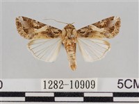 斜紋夜盜蛾藏品圖，第1張