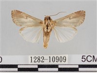 斜紋夜盜蛾藏品圖，第2張