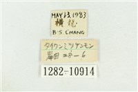 臺灣斑蕊夜蛾藏品圖，第3張