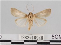 斜紋夜盜蛾藏品圖，第1張