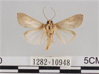 斜紋夜盜蛾藏品圖，第2張