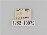 斜紋夜盜蛾藏品圖，第3張
