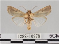 斜紋夜盜蛾藏品圖，第2張