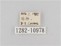 斜紋夜盜蛾藏品圖，第3張