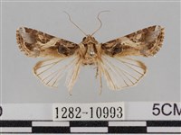 斜紋夜盜蛾藏品圖，第1張