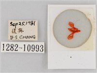 斜紋夜盜蛾藏品圖，第3張