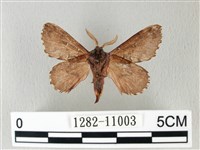 銀肩枯葉蛾藏品圖，第2張