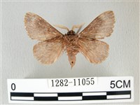 銀肩枯葉蛾藏品圖，第2張