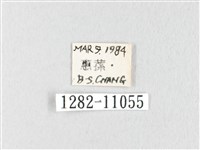 銀肩枯葉蛾藏品圖，第3張