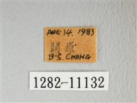 銀肩枯葉蛾藏品圖，第3張