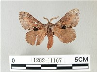 銀肩枯葉蛾藏品圖，第1張