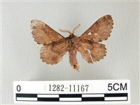 銀肩枯葉蛾藏品圖，第2張