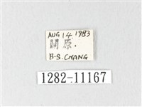 銀肩枯葉蛾藏品圖，第3張