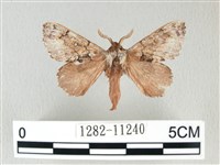 銀肩枯葉蛾藏品圖，第1張