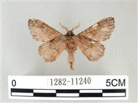 銀肩枯葉蛾藏品圖，第2張